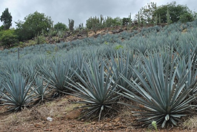 Agave-Nectar2