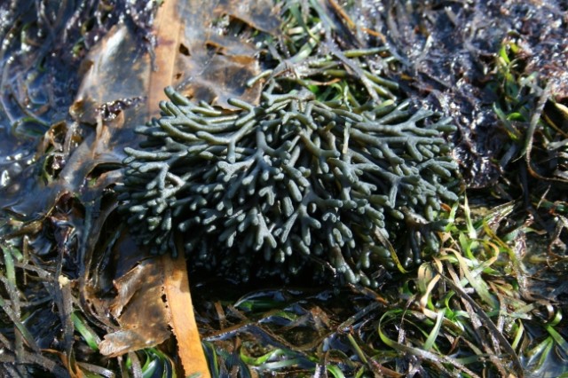 Κόδιο, Codium, foodpairing