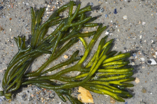 Κόδιο, Codium, foodpairing