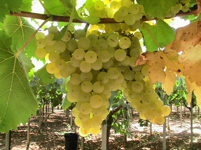 μαλβαζία, malvasia, μονεμβασιά, κρασί