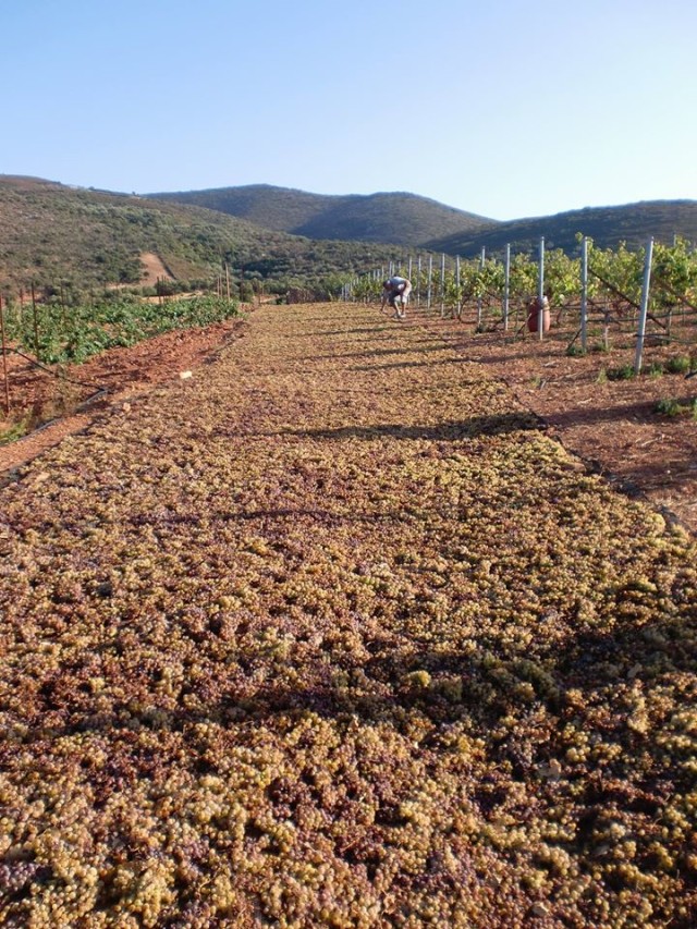Μαλβαζία, Μονεμβασιά