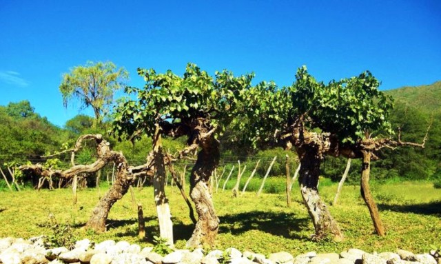 tou kosmou ta paraksena krasia, maria tzitzi