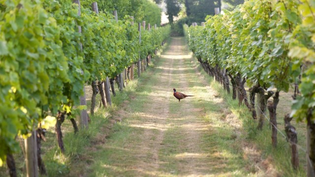 tou kosmou ta paraksena krasia, maria tzitzi