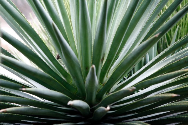 μεσκάλ, τεκίλα