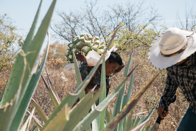 μεσκάλ, τεκίλα, αγαύη