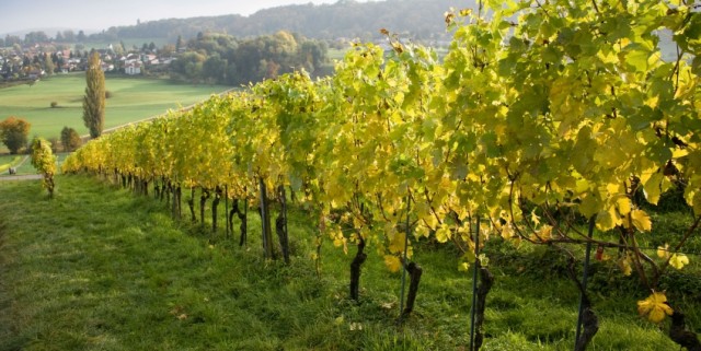 Vinho verde, Πορτογαλία