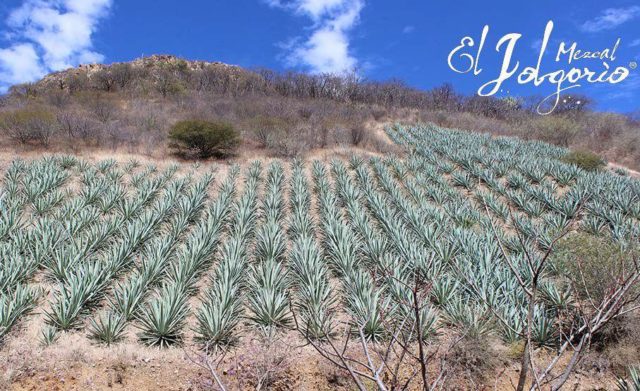 Nuestra Soledad, mezcal, μεσκάλ