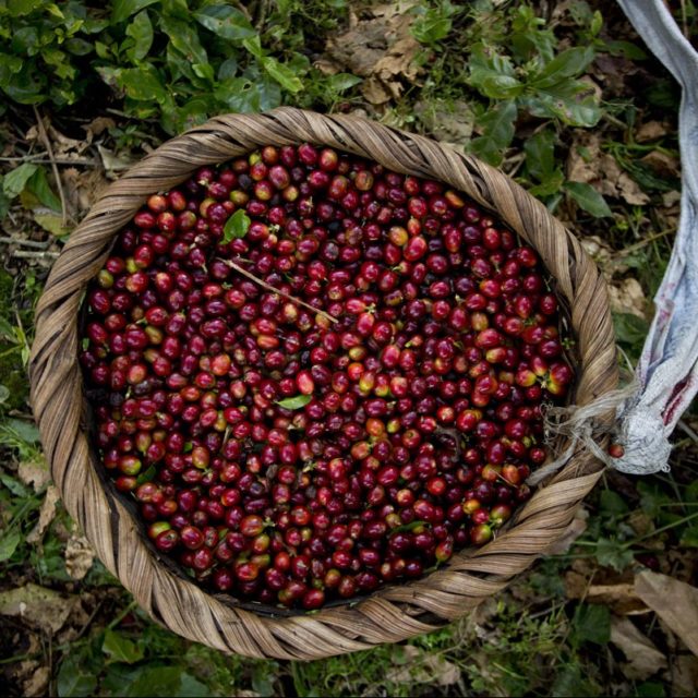 φρούτα, καφές