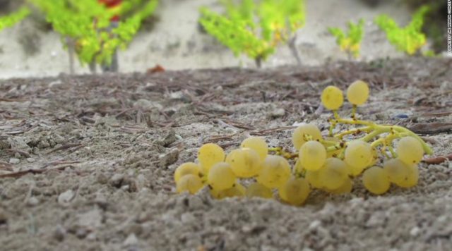 Κουμανδαρία, Κουμανταρία