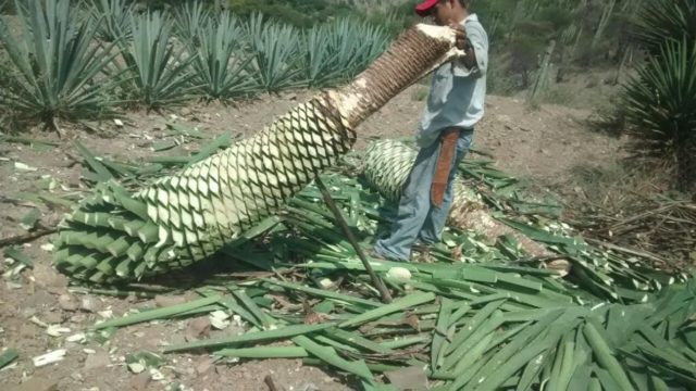 Del Maguey, Pernod Ricard