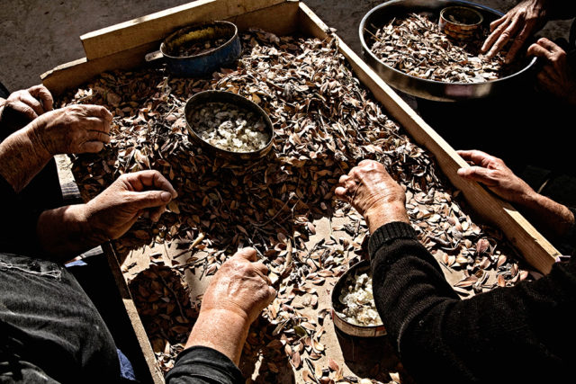 Μαστίχα Χίου, Χίος