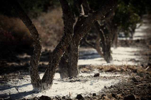 Μαστίχα Χίου, Χίος