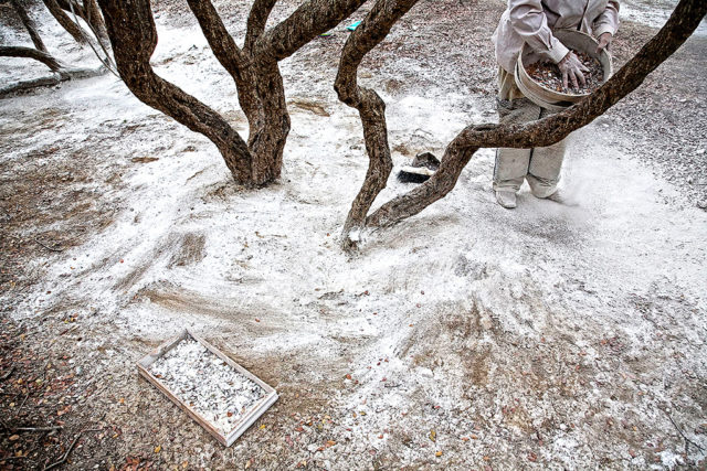 Μαστίχα Χίου, Χίος