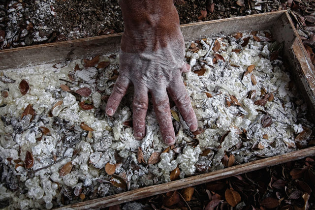 Μαστίχα Χίου, Χίος