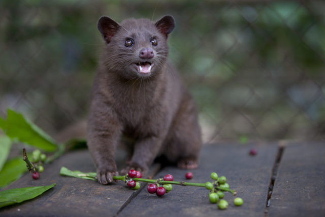Kopi Luwak, ζωικός καφές