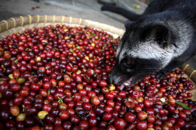 Kopi Luwak, ζωικός καφές