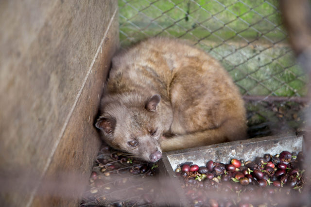 Kopi Luwak, ζωικός καφές