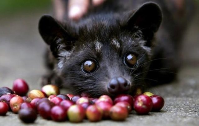 Kopi Luwak, ζωικός καφές