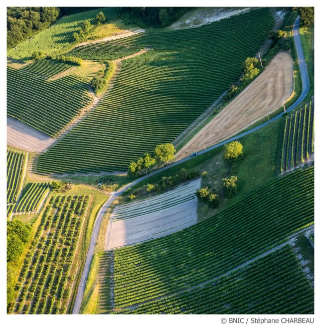 borderies, cognac, cru