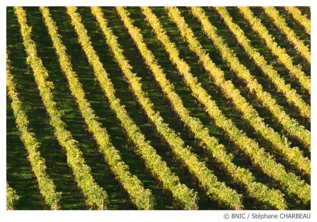 borderies, cognac, cru