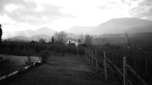 Ξινόμαυρο, Ξινομαυρίστας