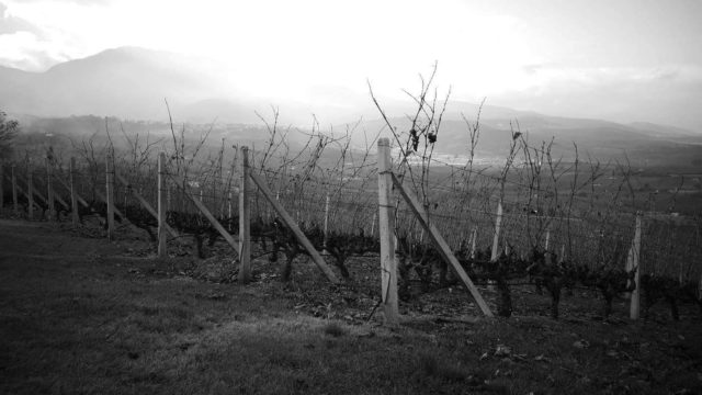 Ξινόμαυρο, Ξινομαυρίστας