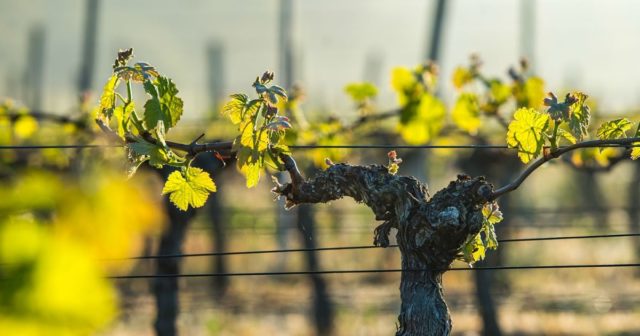 rodney strong, Καλιφόρνια