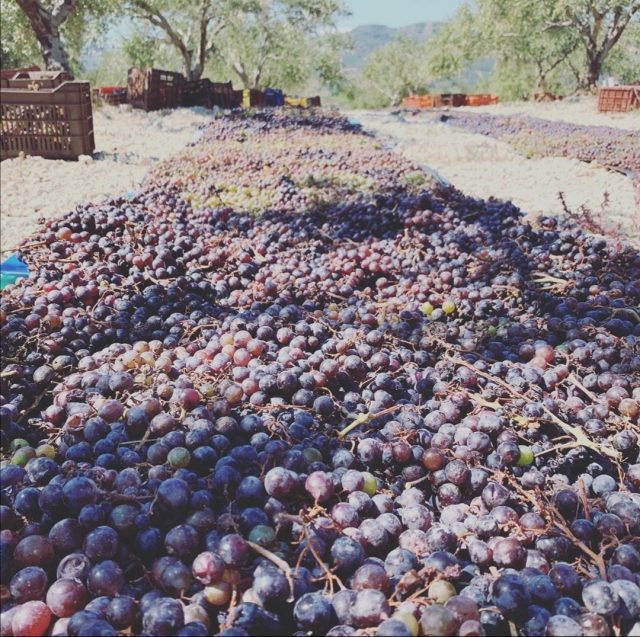 σπάνιες ελληνικές ποικιλίες