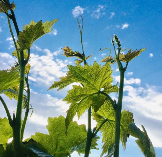 σπάνιες ελληνικές ποικιλίες