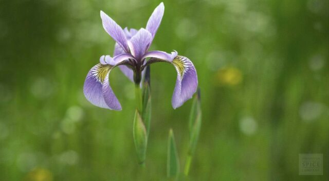 Ρίζα Ίριδας