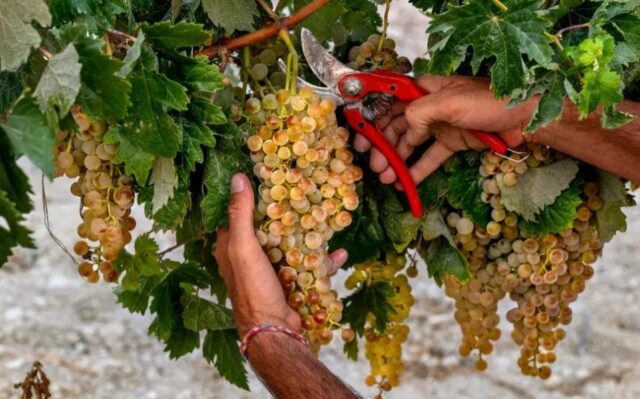 Grupo Estévez, Macallan