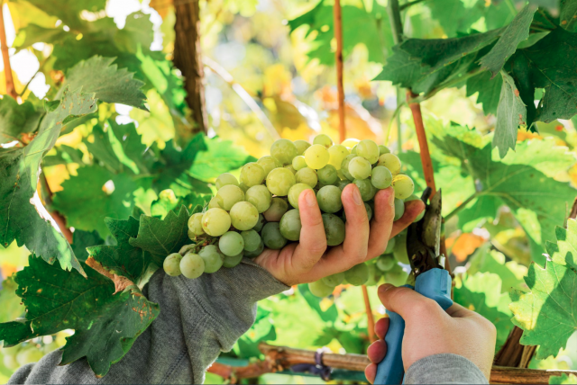 Appellation Marlborough Wine