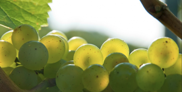 Appellation Marlborough Wine