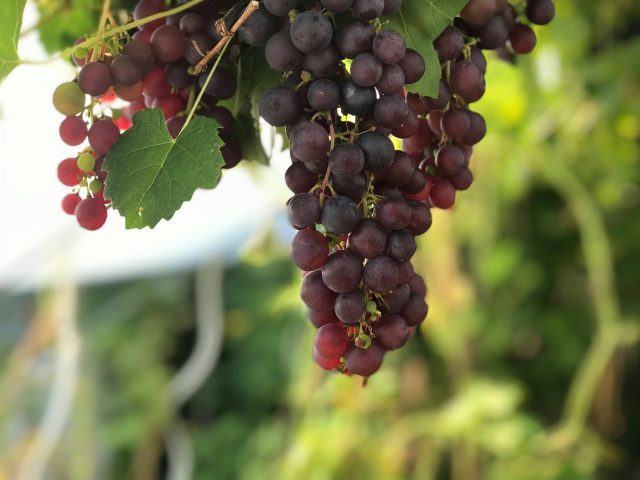 ρεσβερατρόλη, κόκκινο κρασί