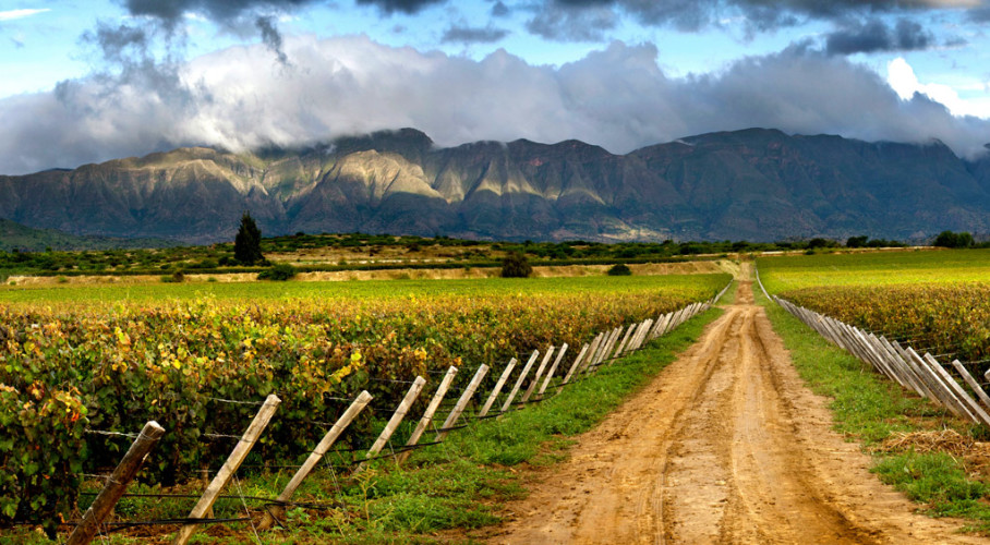 Tarija vinedos