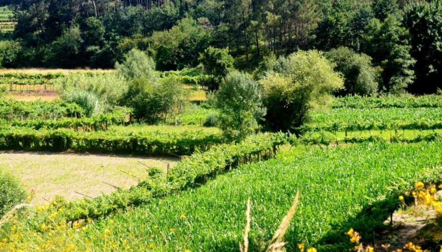 Αμπέλια και καλλιέργεια αραβοσίτου  