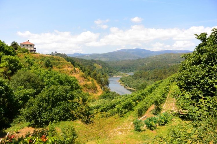 Αμπελώνας στην υποπεριοχή Melgaço στο βάθος ο ποταμός Minho