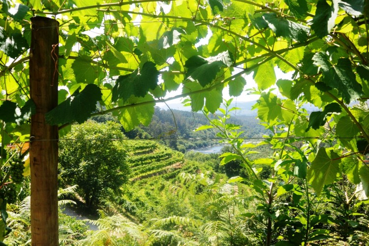 περιοχή vinho verde  υποπεριοχή Melgaco στο βάθος ο Μinho 