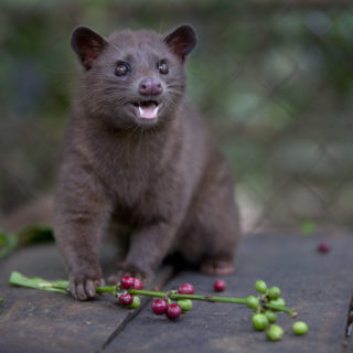 Kopi Luwak, ζωικός καφές