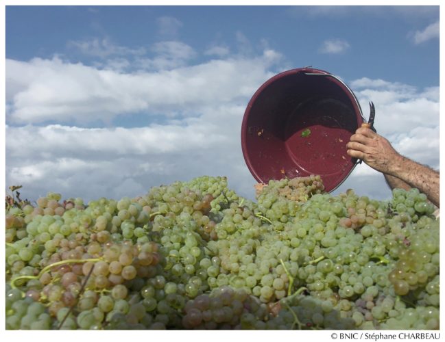 Dans la région délimitée Cognac, les vendanges se déroulent de la mi-septembre jusqu'au début du mois d' octobre.