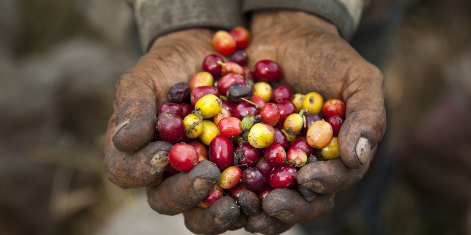 Fair trade, coffee