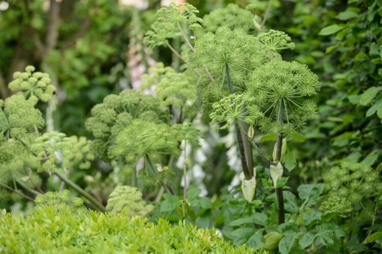 Angelica archangelica with Digitalis foxglove foxgloves in the background in The Jo Whiley Scent Garden designed by Tamara Bridge and Kate Savill RHS Chelsea Flower Show 2017 sensory sense senses plant combination 220517 22052017 22/05/17 22/05/2017 2