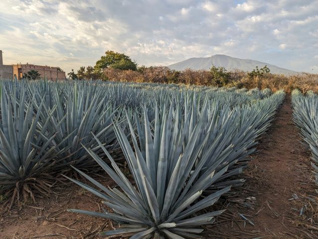 terroir στην τεκίλα, Los Altos, El Valle