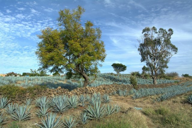 terroir στην τεκίλα, Los Altos, El Valle